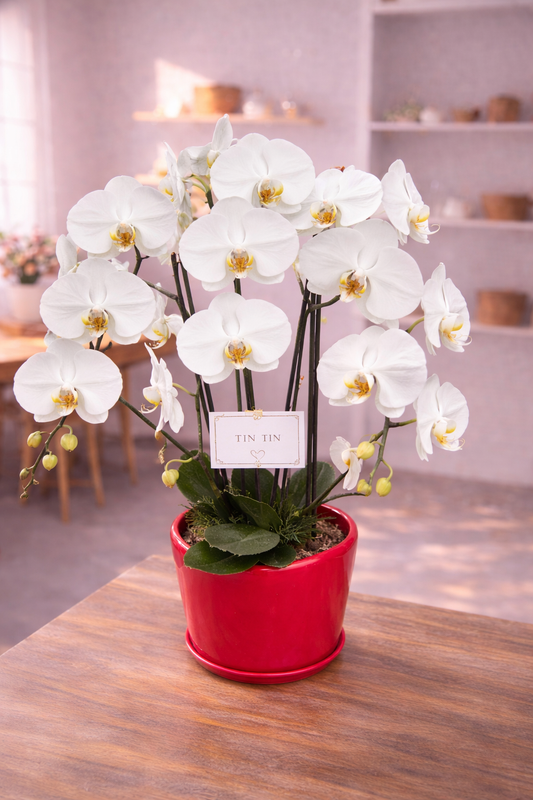 蝴蝶蘭