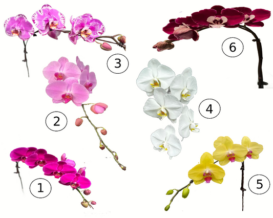 Omakase Phalaenopsis Orchid Arrangement