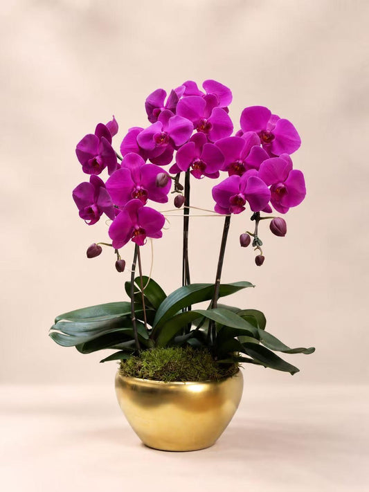 PO 05